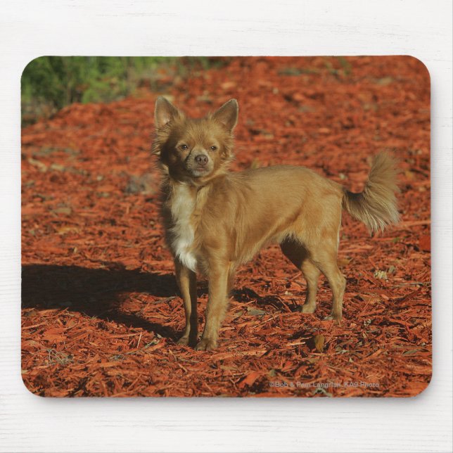 Chihuahua Looking at Camera Mouse Pad (Front)