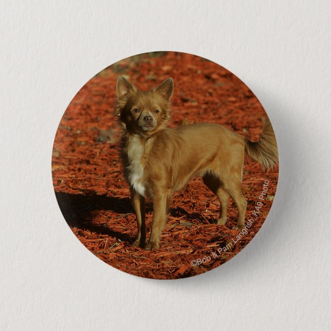 Chihuahua Looking at Camera Pinback Button (Front)