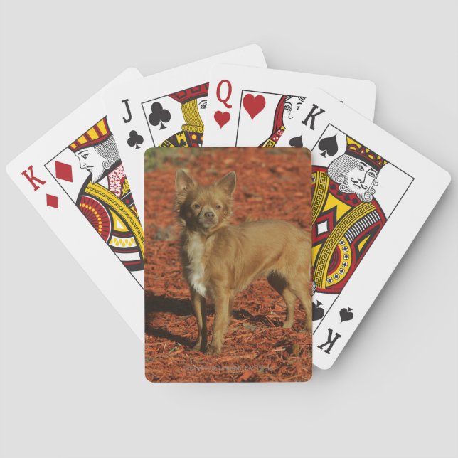 Chihuahua Looking at Camera Poker Cards (Back)