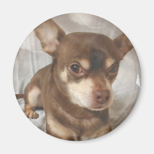 Chihuahua Magnet (Front)