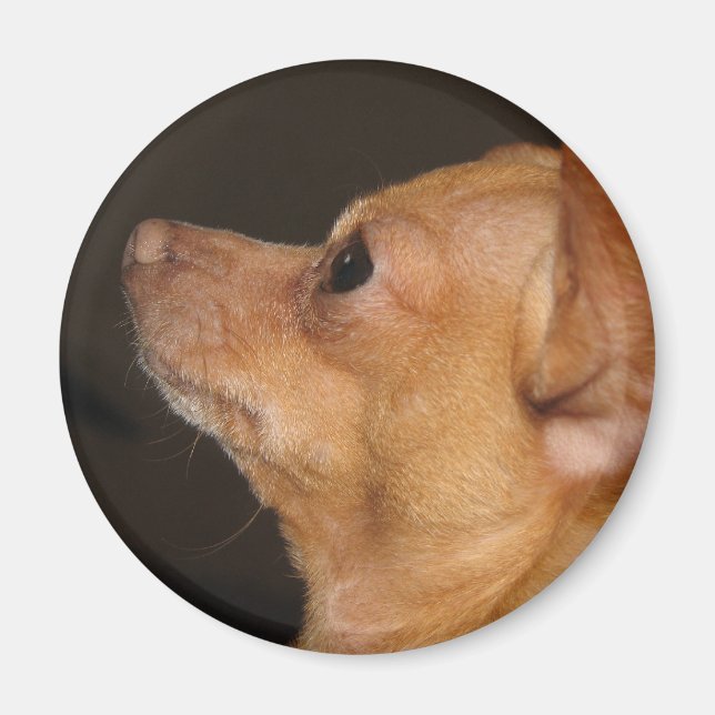 Chihuahua Magnet (Front)