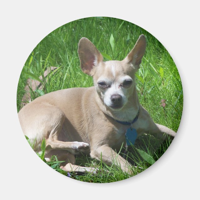 chihuahua magnet (Front)