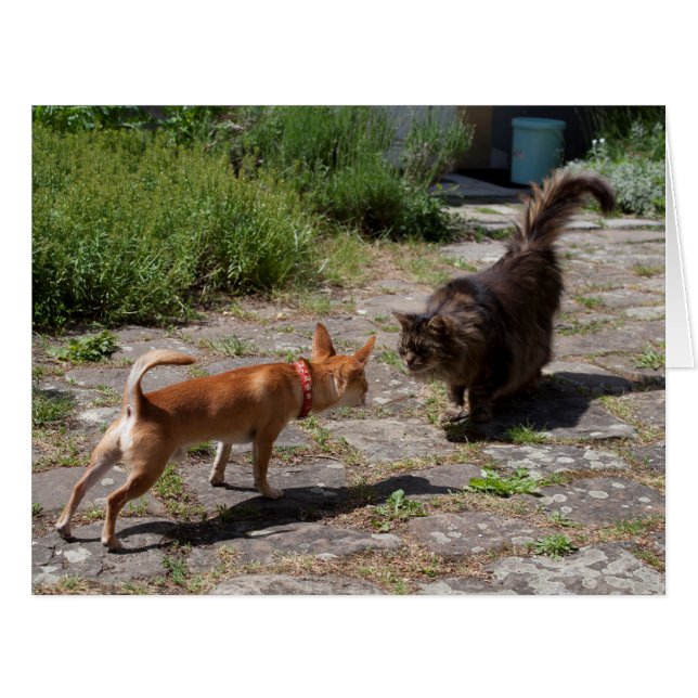 Chihuahua Meets Cat Cards (Front Horizontal)