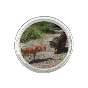 Chihuahua Meets Cat Ring