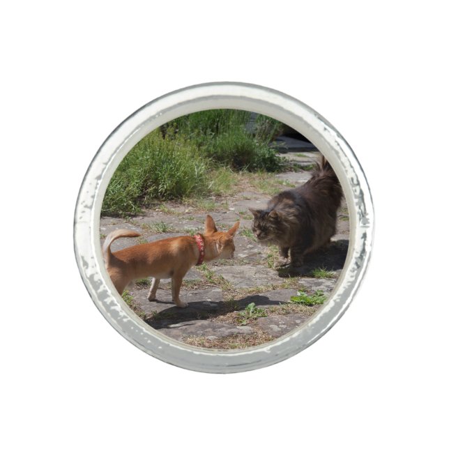 Chihuahua Meets Cat Ring (Front)