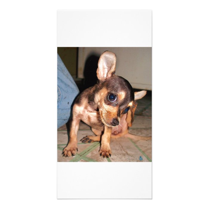 chihuahua million dollar shot photo card template