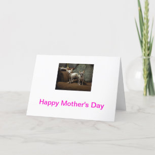 Chihuahua Mother's Day Card