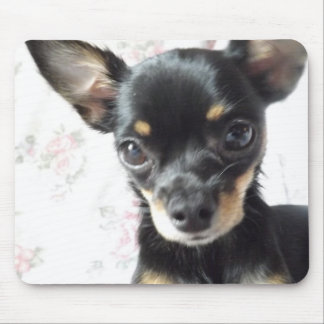 chihuahua Mousepad