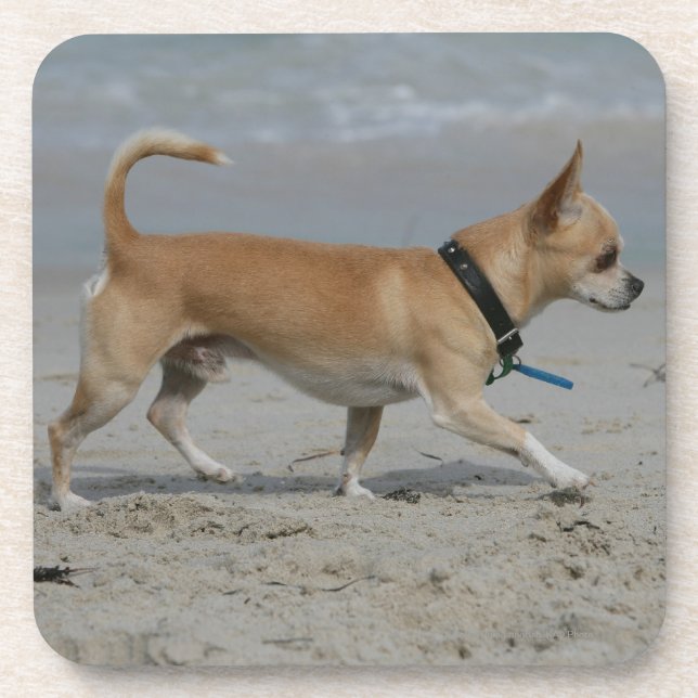 Chihuahua on Beach Beverage Coaster (Front)