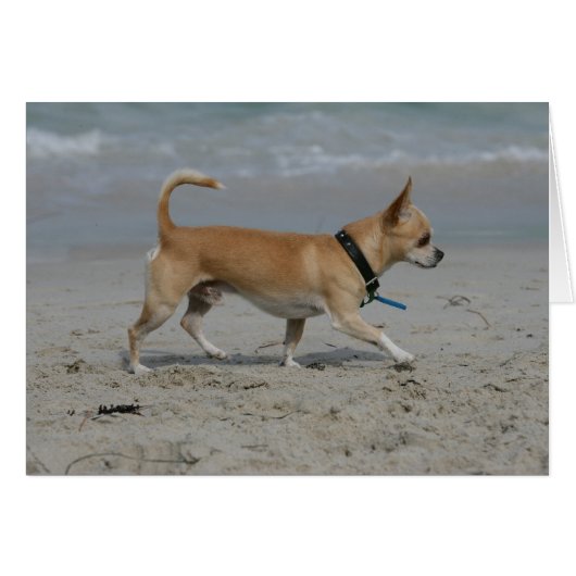 Chihuahua on Beach Cards (Front Horizontal)