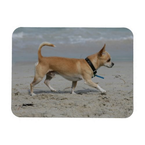 Chihuahua on Beach Magnet