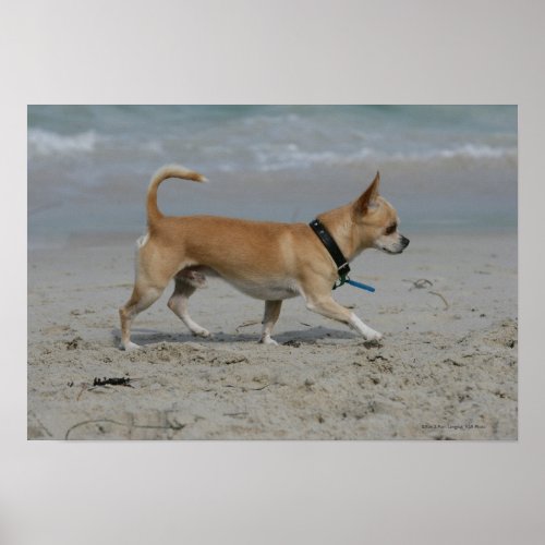 Chihuahua on Beach Poster