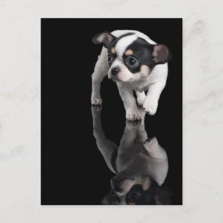 Chihuahua on black postcard