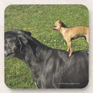 Chihuahua on Great Dane's back 2 Drink Coaster