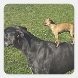 Chihuahua on Great Dane's back 2 Square Sticker