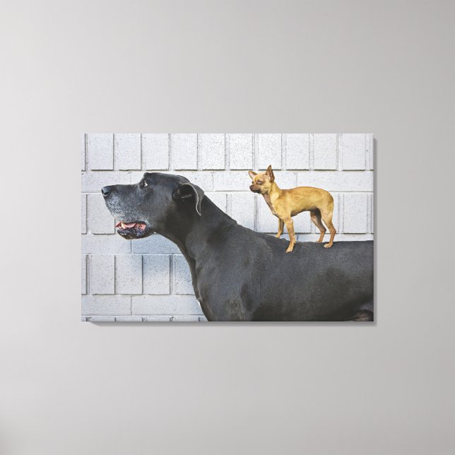 Chihuahua on Great Dane's back Canvas Print (Front)