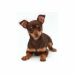 Chihuahua Photo Sculpture<br><div class="desc">This Cute and cuddly Chihuahua comes as a Photo Sculpture Perfect for dog lovers</div>