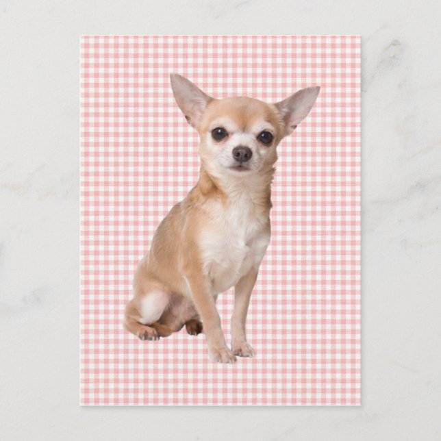 Chihuahua Postcard (Front)