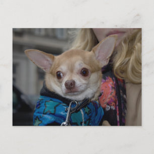 Chihuahua Postcard