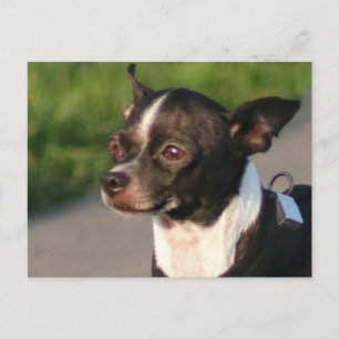 Chihuahua Postcard