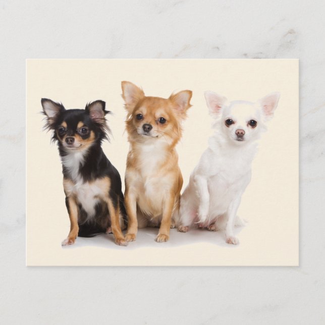 CHIHUAHUA POSTCARD (Front)