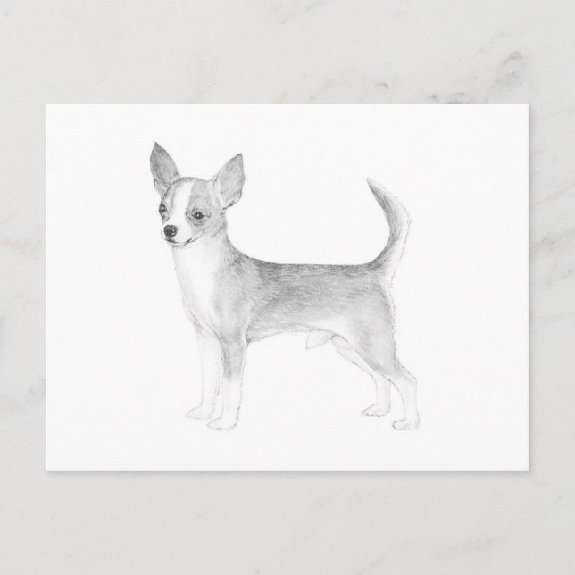Chihuahua Postcard (Front)