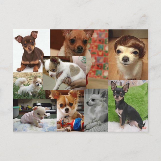 Chihuahua Postcard (Front)