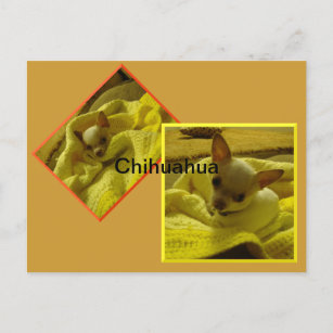 Chihuahua Postcard