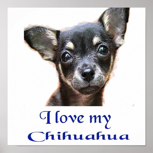 Chihuahua poster (Front)