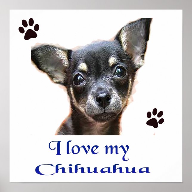 Chihuahua Poster (Front)