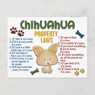 Chihuahua Property Laws 4 Postcard