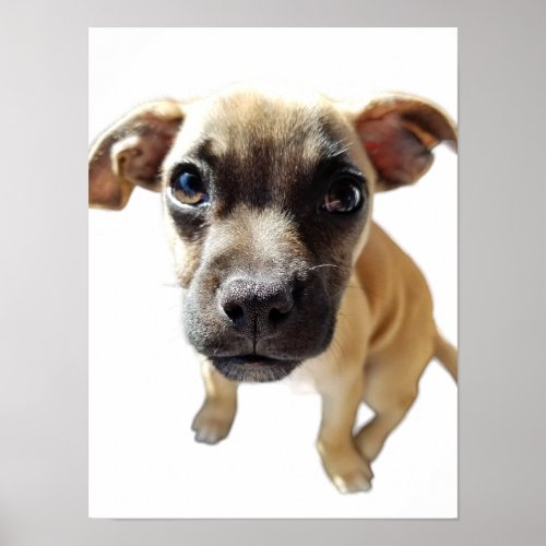 Chihuahua Pug Cute Adorable Precious Puppy Dog Poster