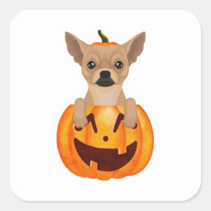 Chihuahua Pumpkin  Square Sticker