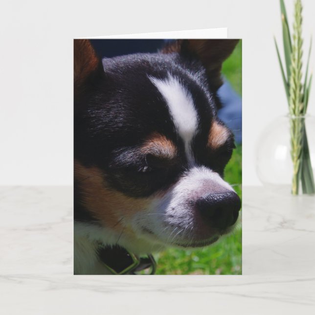 Chihuahua Pup Greeting Card (Front)
