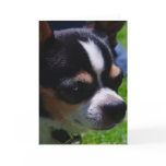 Chihuahua Pup Greeting Card