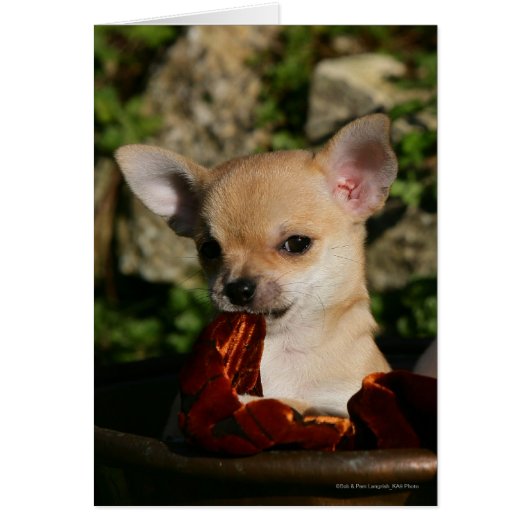 Chihuahua Puppies Cards (Front)