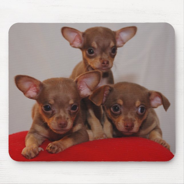 Chihuahua puppies mouse pad (Front)