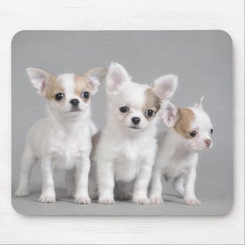 Chihuahua Puppies Mouse Pad by petsArt at Zazzle