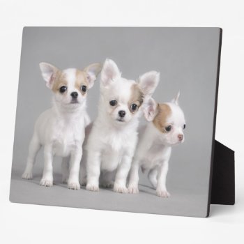 Chihuahua Puppies Plaque by petsArt at Zazzle