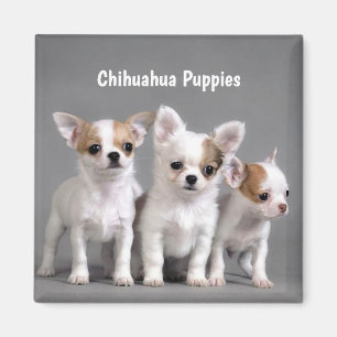 Chihuahua Puppies Posing for photo Magnet