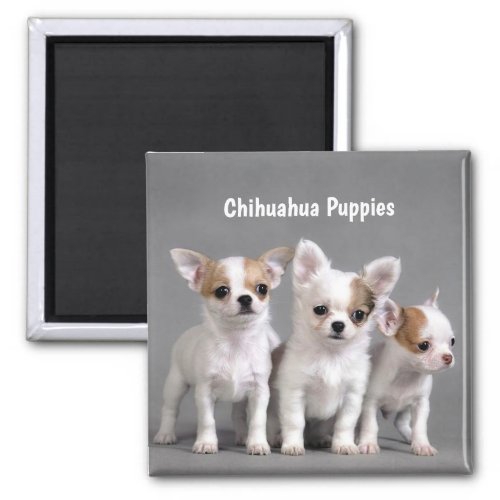 Chihuahua Puppies Posing for photo Magnet