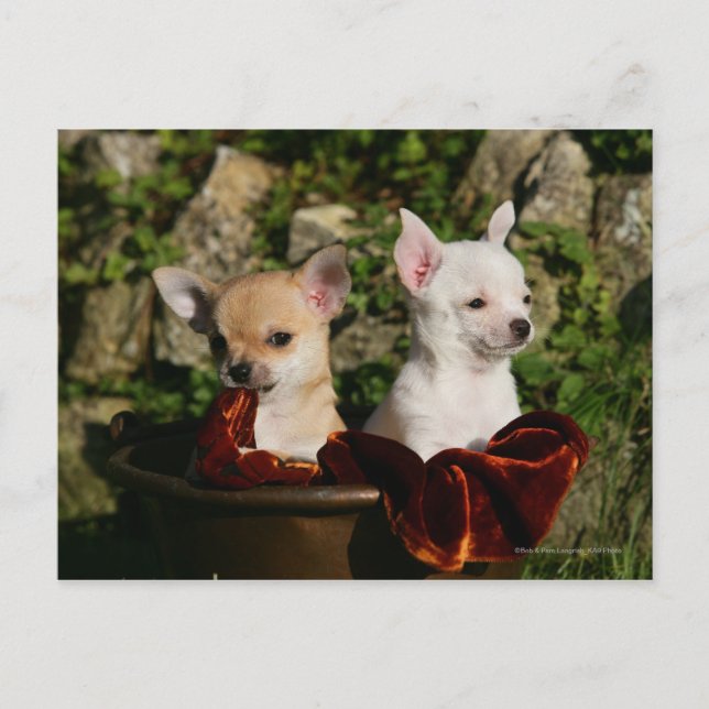 Chihuahua Puppies Postcard (Front)