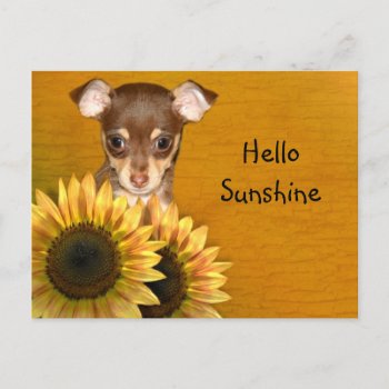 Chihuahua Puppy And Sunflowers Postcard by deemac2 at Zazzle