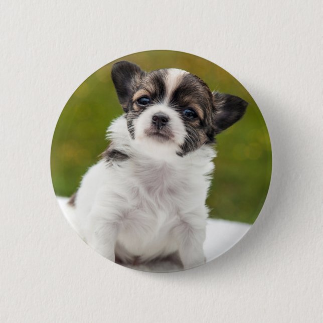 Chihuahua Puppy Button (Front)
