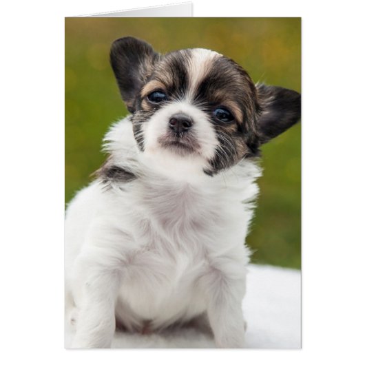 Chihuahua Puppy Cards (Front)