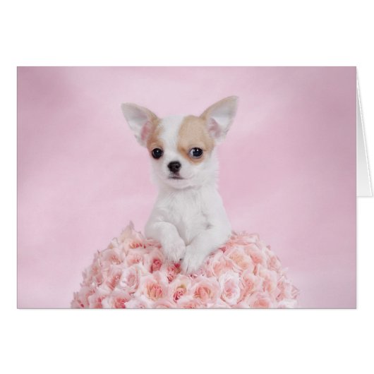 Chihuahua puppy cards (Front Horizontal)