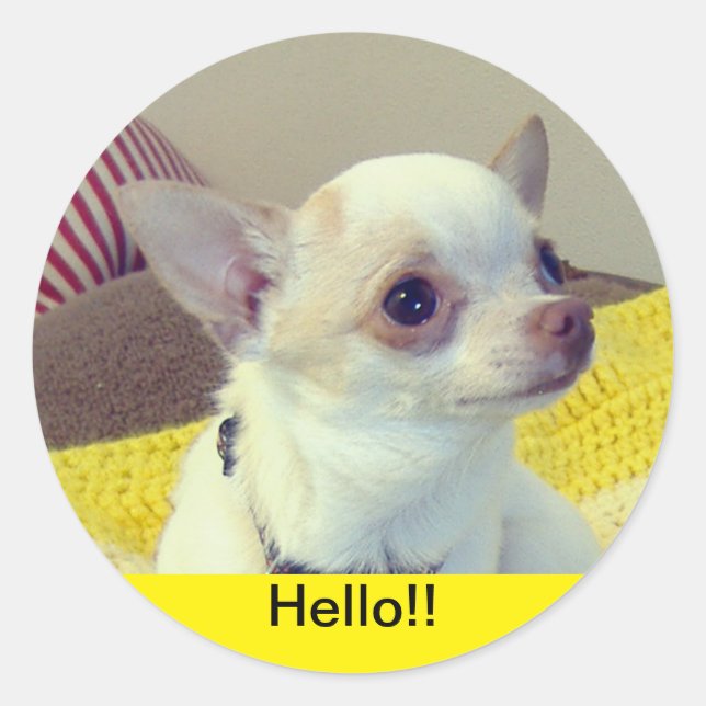 Chihuahua Puppy  Classic Round Sticker (Front)
