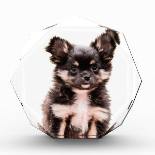 Chihuahua Puppy Dog Award