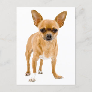 Chihuahua Puppy Dog Blank Greeting Post Card
