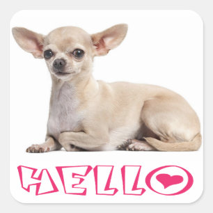 Chihuahua Puppy Dog Fuchsia Pink Hello Square Sticker